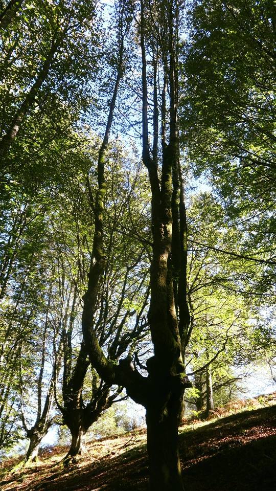 UN ÁRBOL DE RAICES DE GRAN FORTALEZA