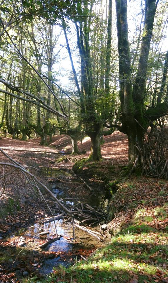 EL BOSQUE LO CRUZA EL ARROYO ZUBIZABALA