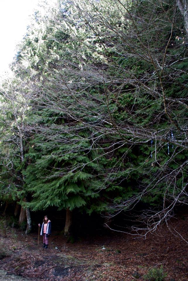 BOSQUE DE CONIFERAS