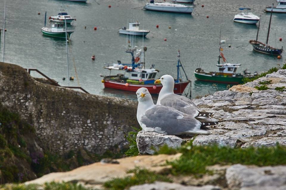 GAVIOTAS