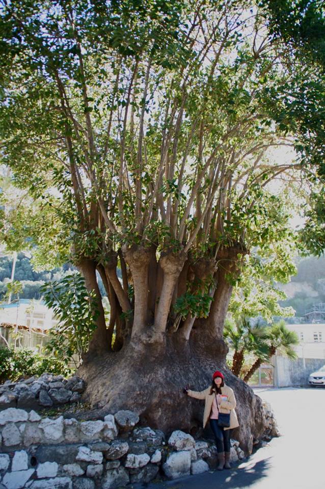 EL ÁRBOL