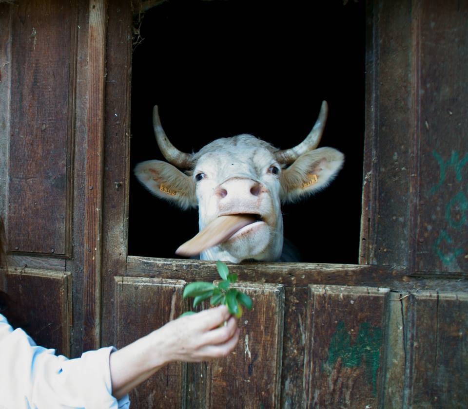 MI AMIGA LA VACA