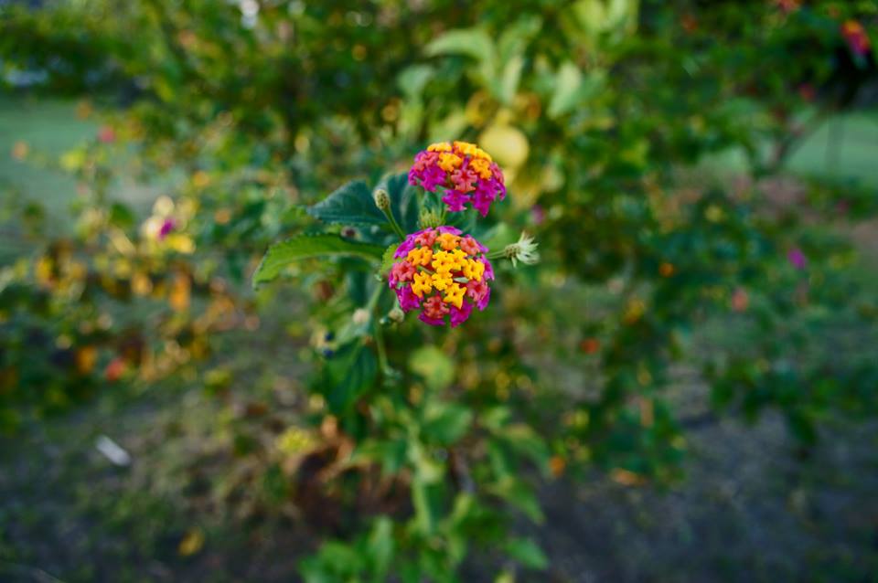 LA LANTANA