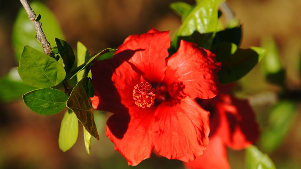 EL HIBISCUS